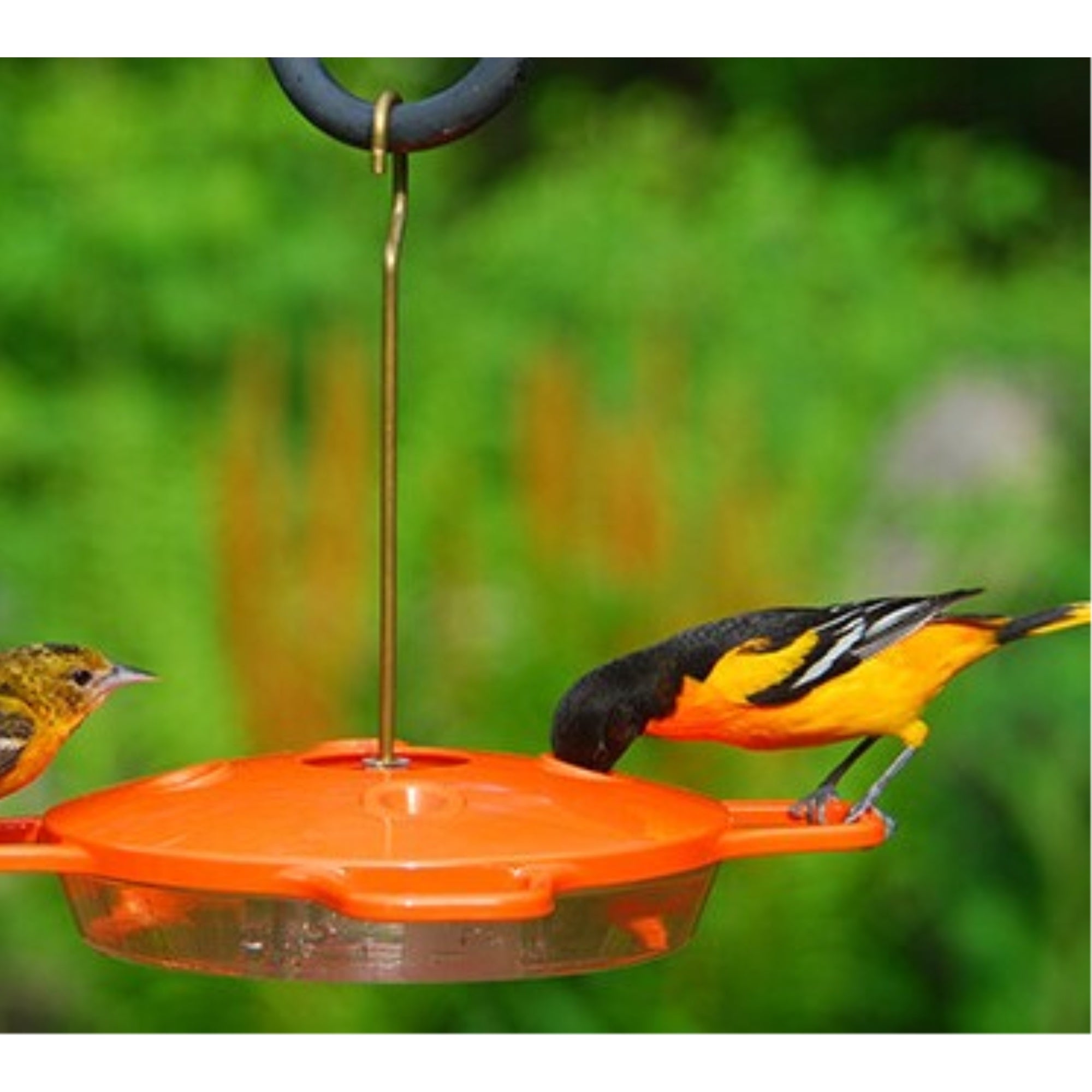Aspects Hanging Oriole Feeder, 4 Ports, 16oz Capacity