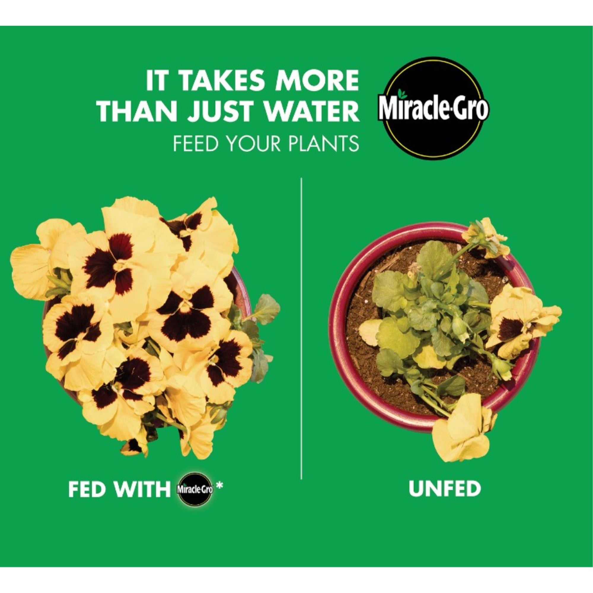 Miracle-Gro Liquafeed All Purpose Plant Food, 16 oz, 4 Pack