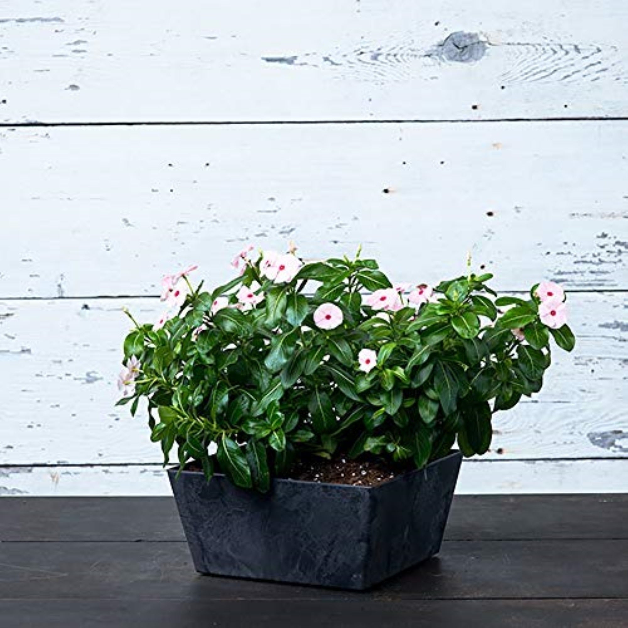Novelty ArtStone Low Square Ella Planters with Self-Watering System