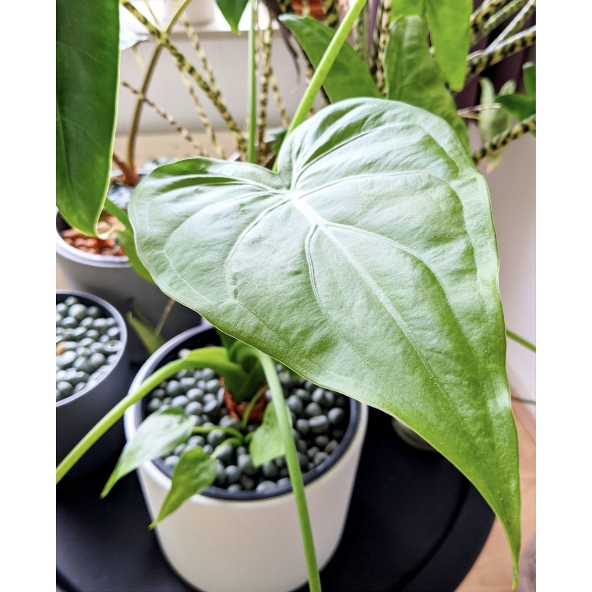 ARQLITE Smart Gravel Hydroponic Growth Media - Dust-Free, Reusable Substrate for Hydroponics & Aeroponics