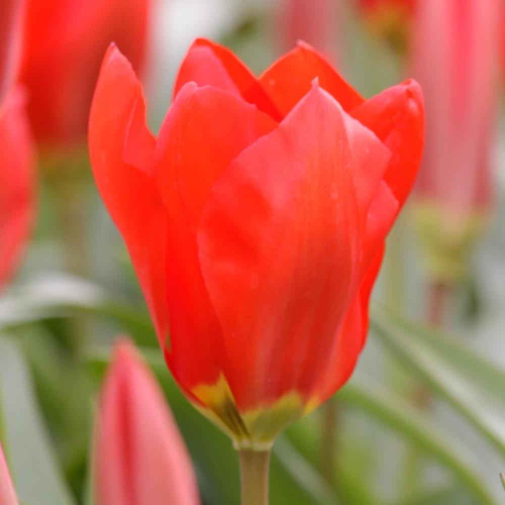 Garden Elements Live Flower Bulbs, Tulip Red Emperor, Pack of 5