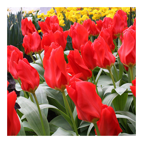 Garden Elements Live Flower Bulbs, Tulip Red Emperor, Pack of 5