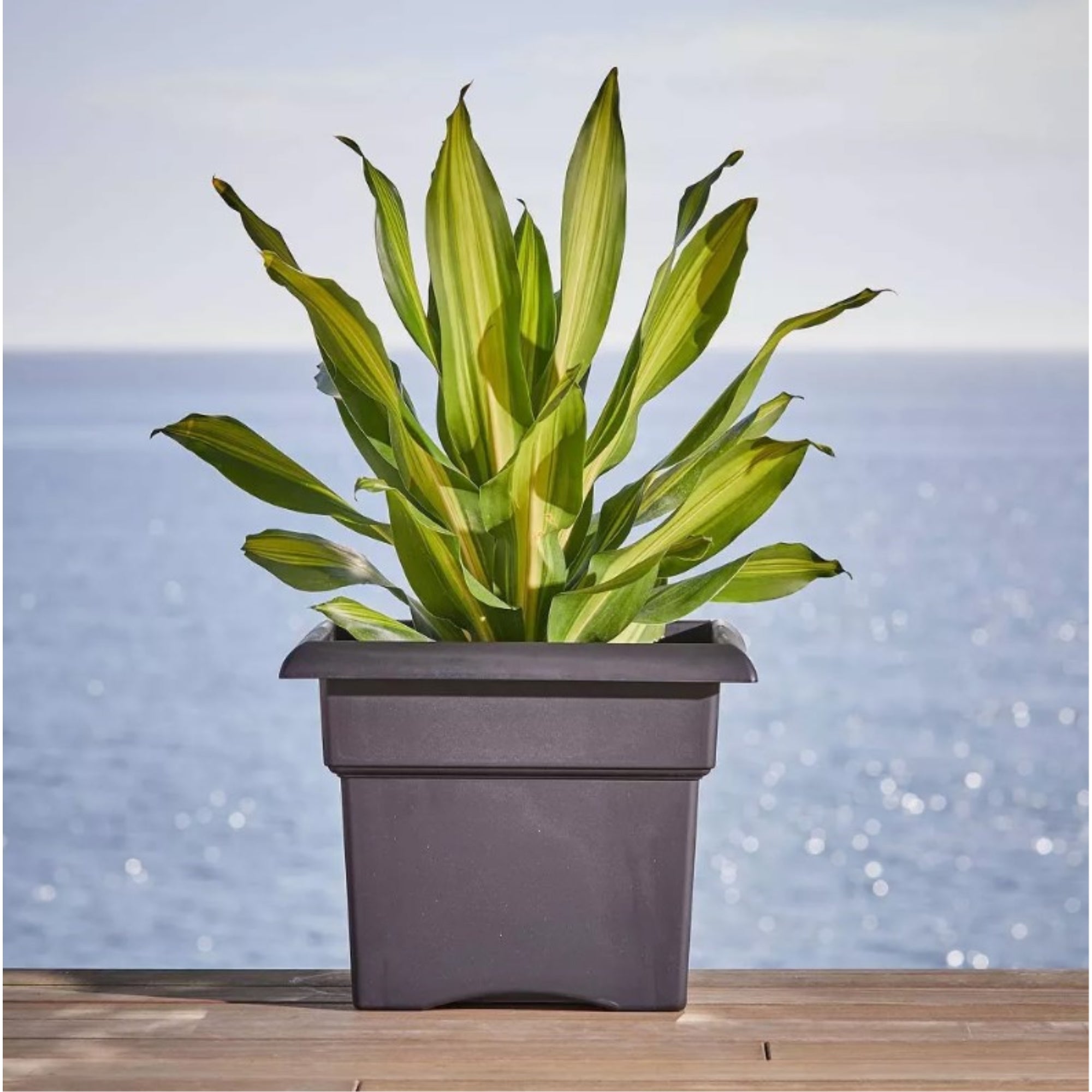 Bloem Veranda Plastic Deck Box Indoor/Outdoor Square Planter