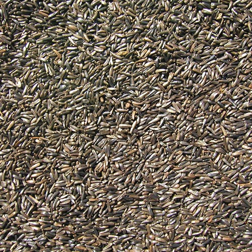Cole's Niger Bird Seed