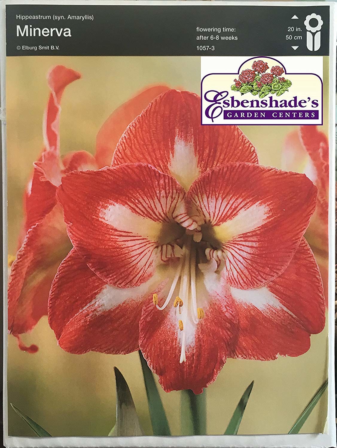 Amaryllis Jumbo Bulb 34/+ cm - 1 Bulb - Minerva
