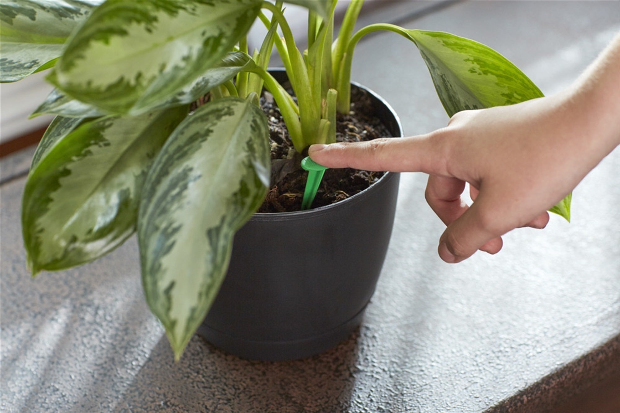 Miracle-Gro Indoor Plant Food Spikes, Pack of 24