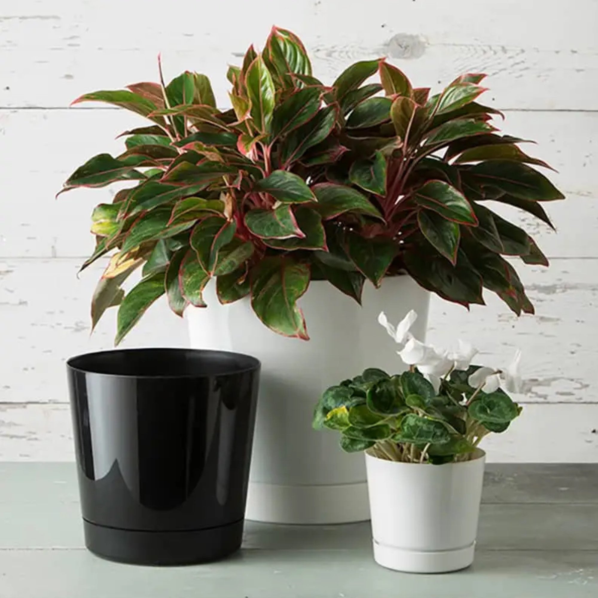 Novelty Manufacturing Majestic Full Depth Round Cylinder Pot
