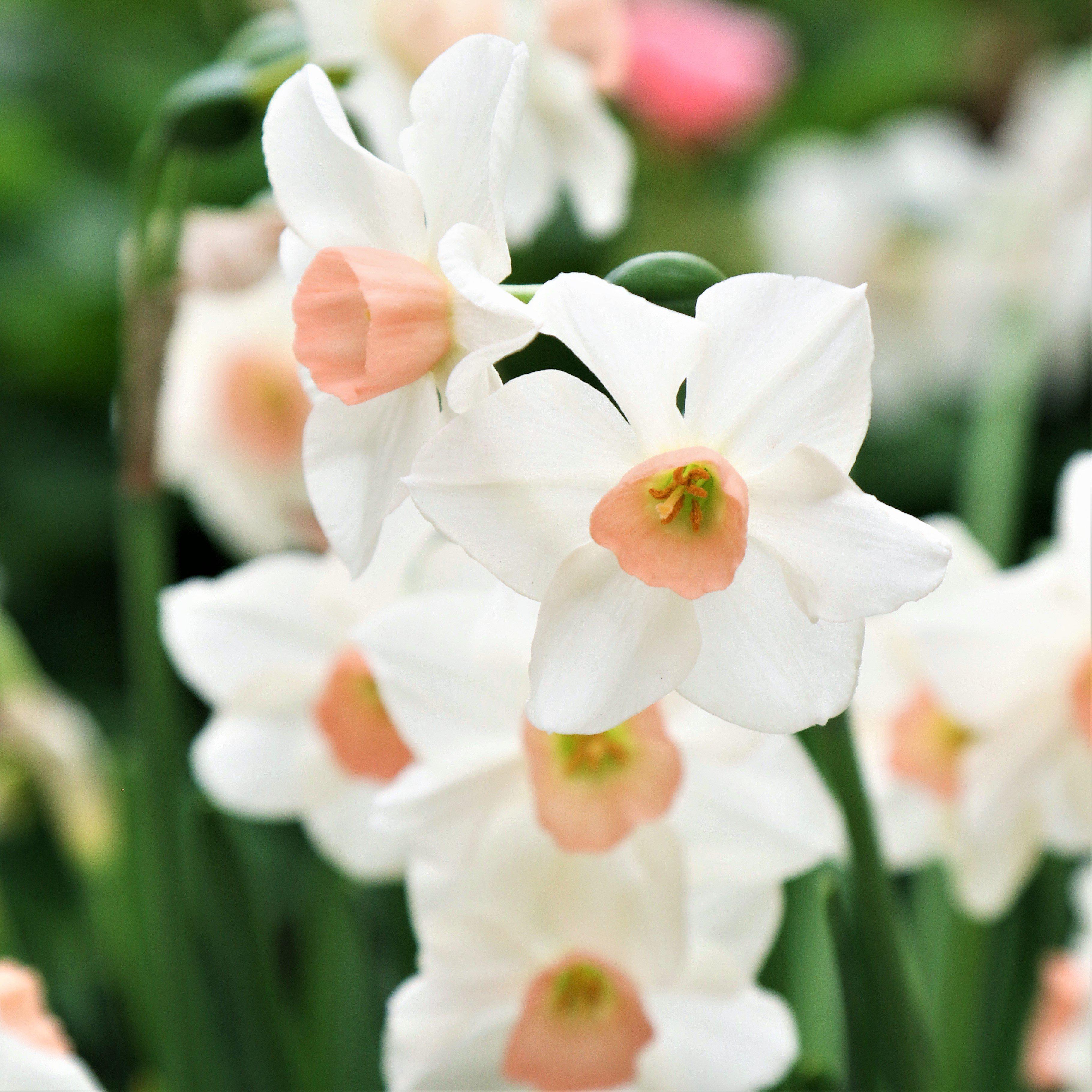 Rotteveel Live Flower Bulbs White and Pink Narcissus Iwona, Pack of 10