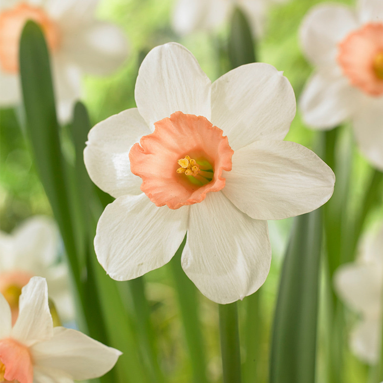 Rotteveel Live Flower Bulbs White and Pink Narcissus Iwona, Pack of 10