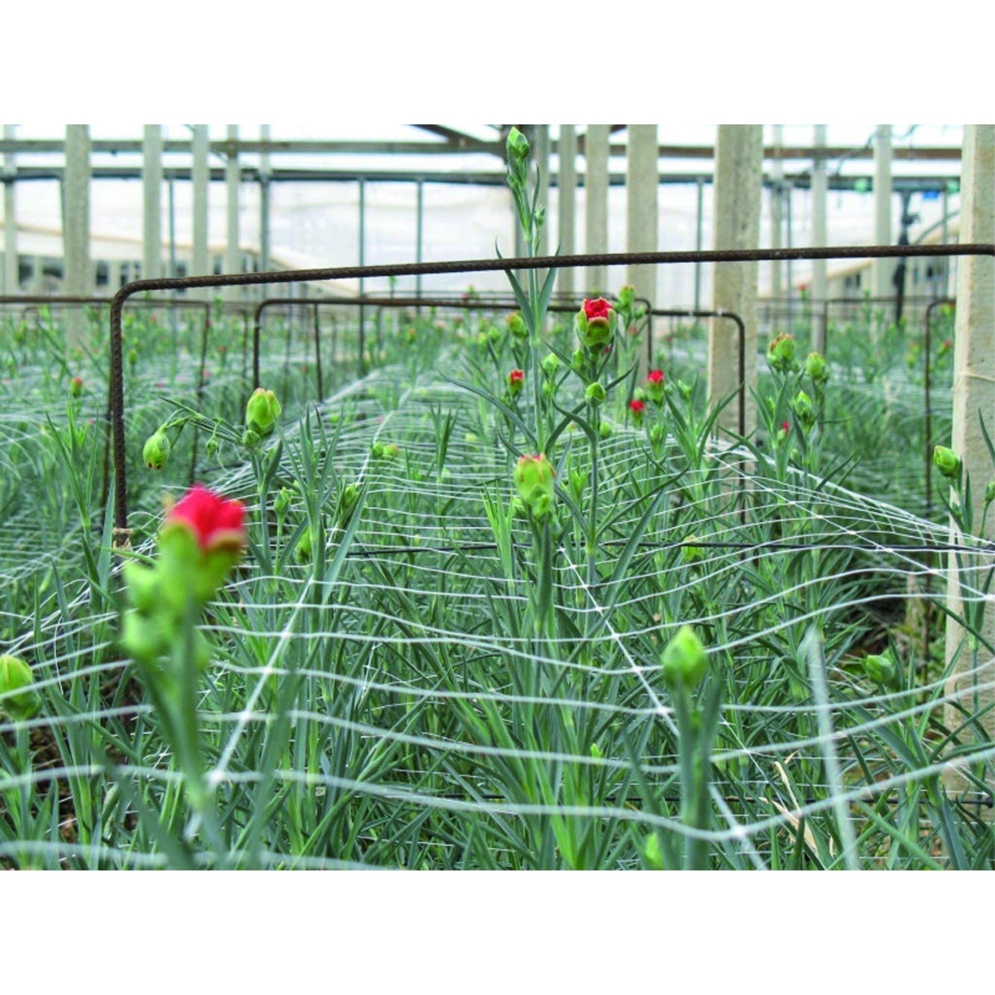 Tenax Hortonova Trellis Plant Net/Support, White 6.5' x 100'
