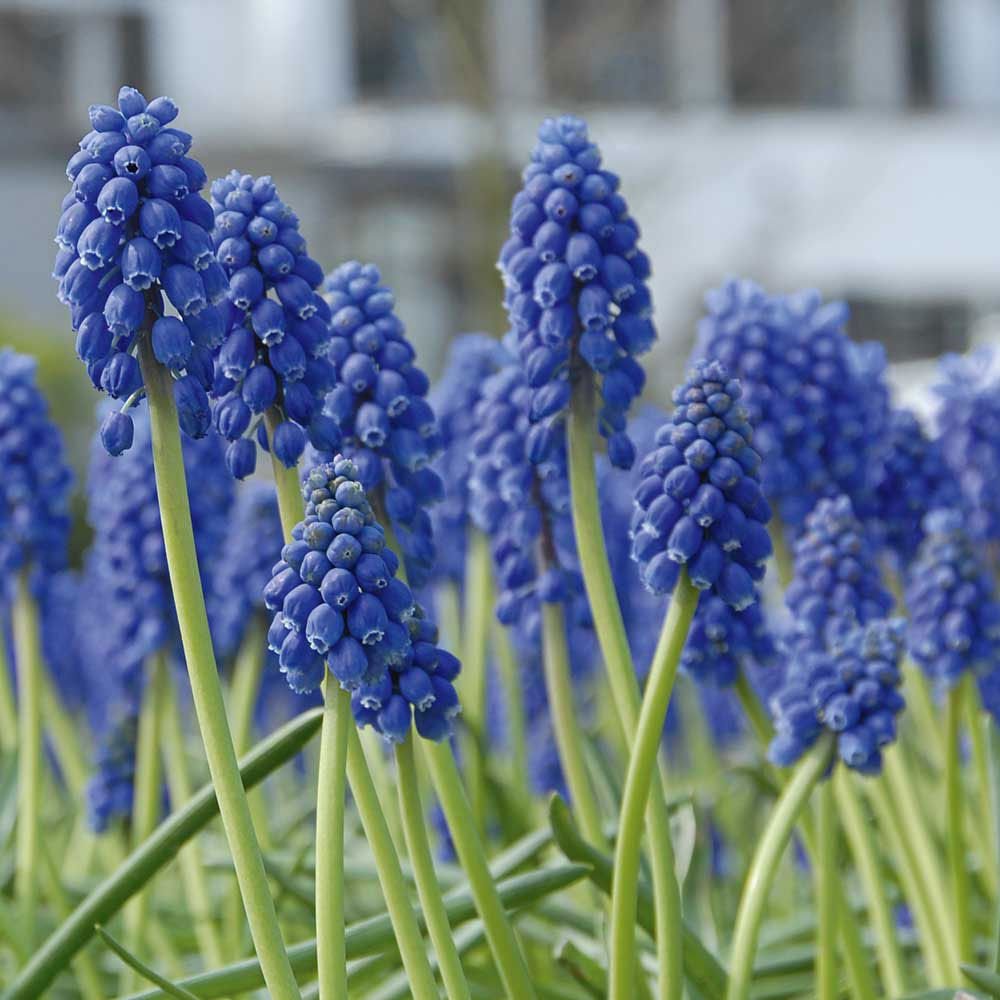 Rotteveel Live Flower Bulbs Muscari Armeniacum Blue Bulb, Pack of 10