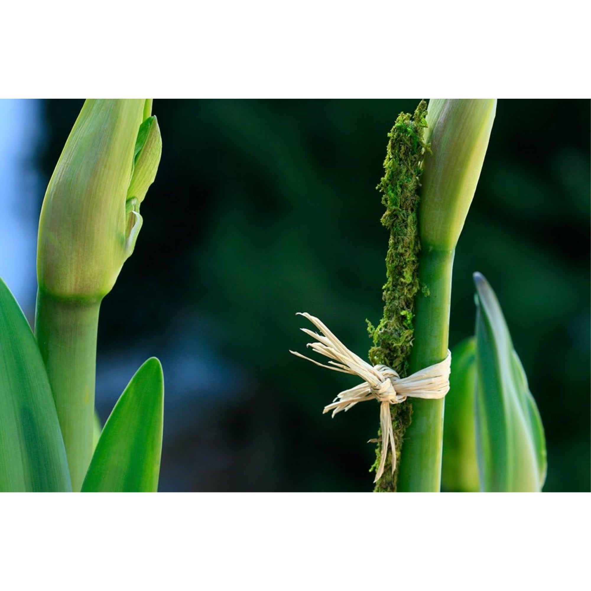 SuperMoss Preserved Moss Plant Support Stakes, Fresh Green, 18" (Pack of 6)