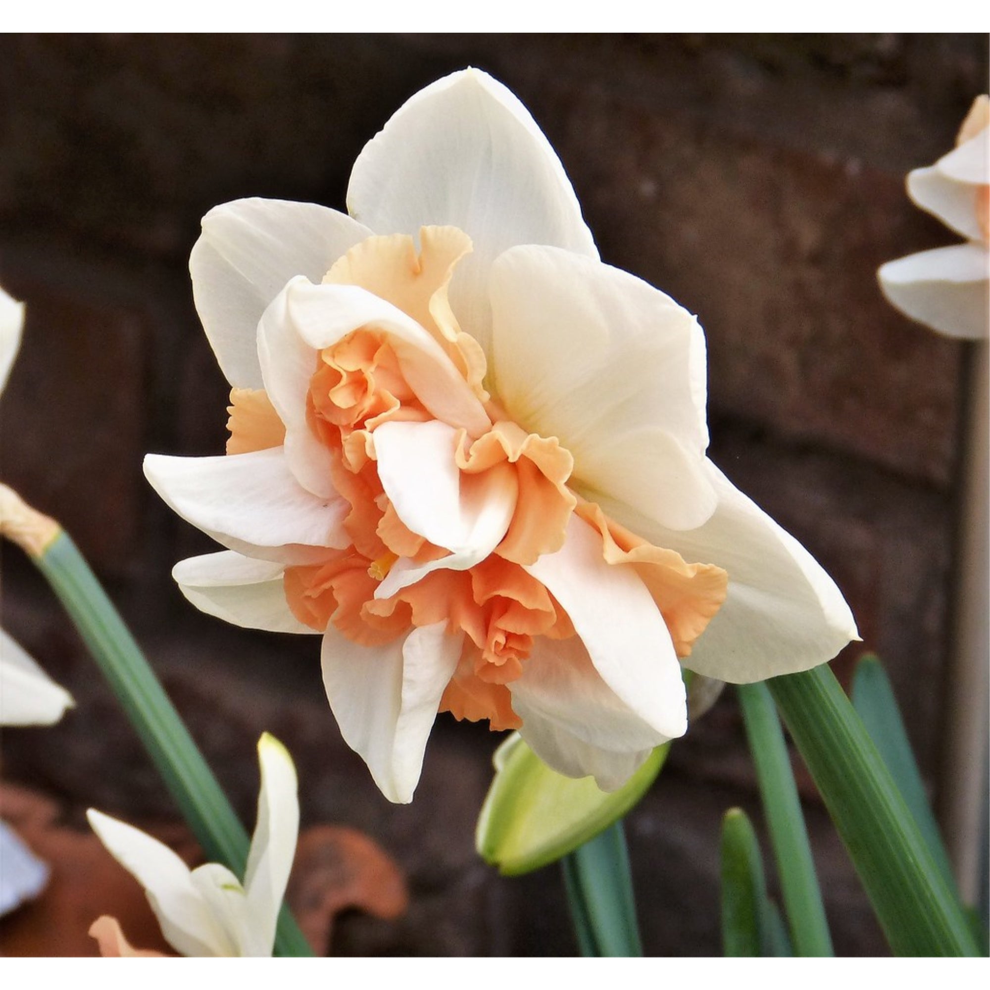 Rotteveel Live Bulb Narcissus Replete, White Flower, Pack of 25
