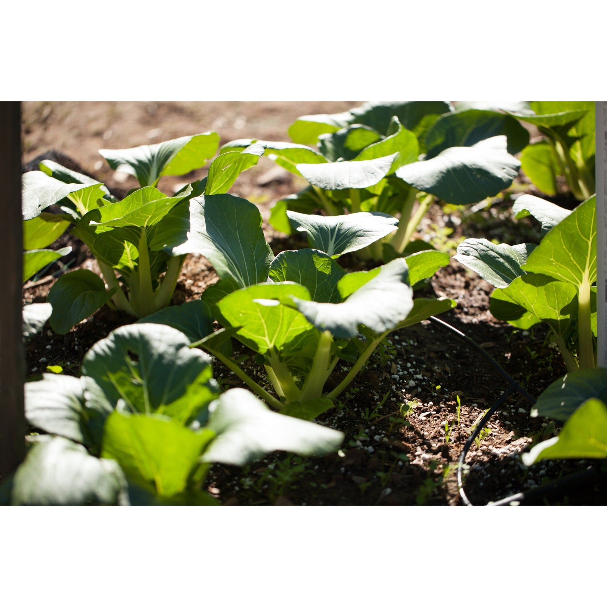 Native Soil Natural Fertilizer and Soil Conditioner (1 pound)