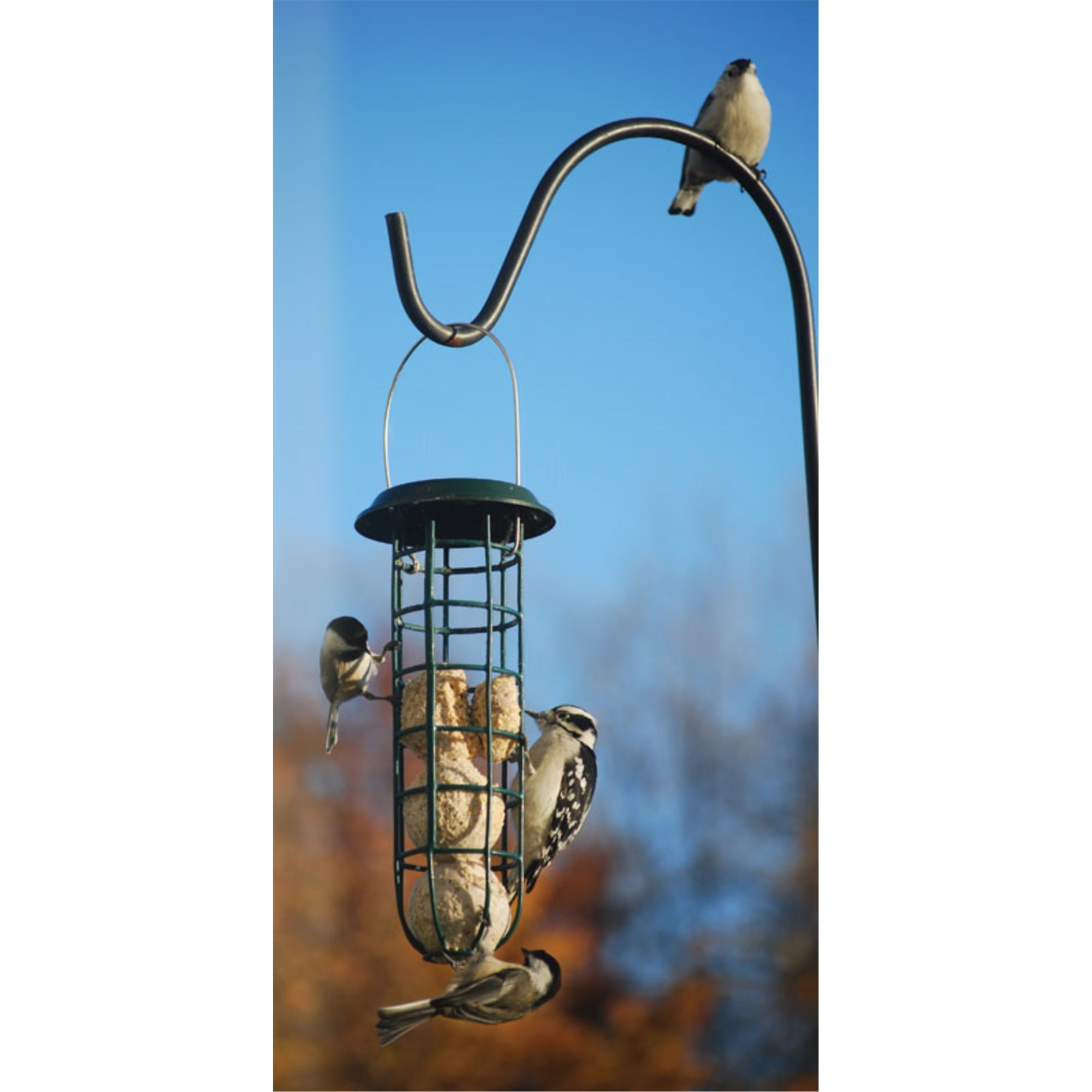 Wildlife Sciences Hot Pepper Suet Balls For Wild Birds, Melt Resistant Formula (4 Per Pack)