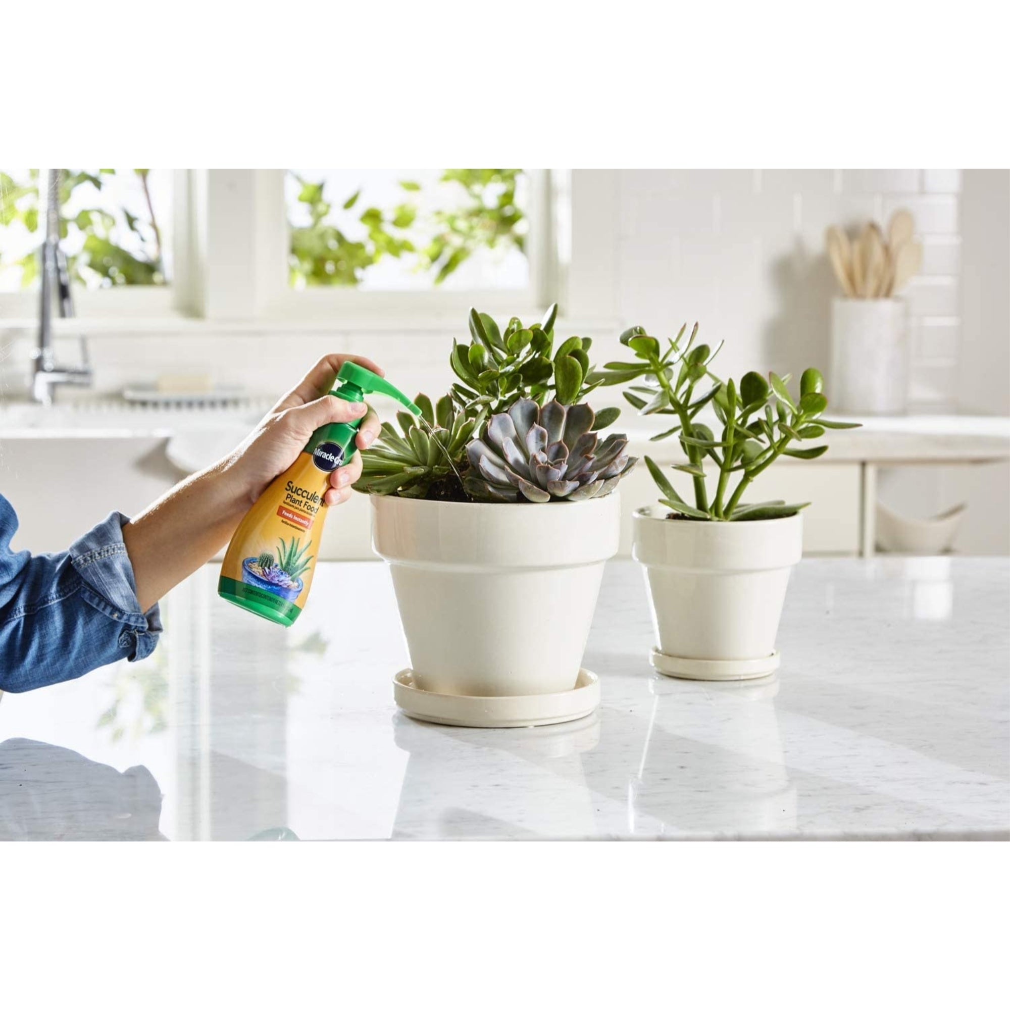 Scotts Miracle-Gro Succulent Plant Food, 8oz