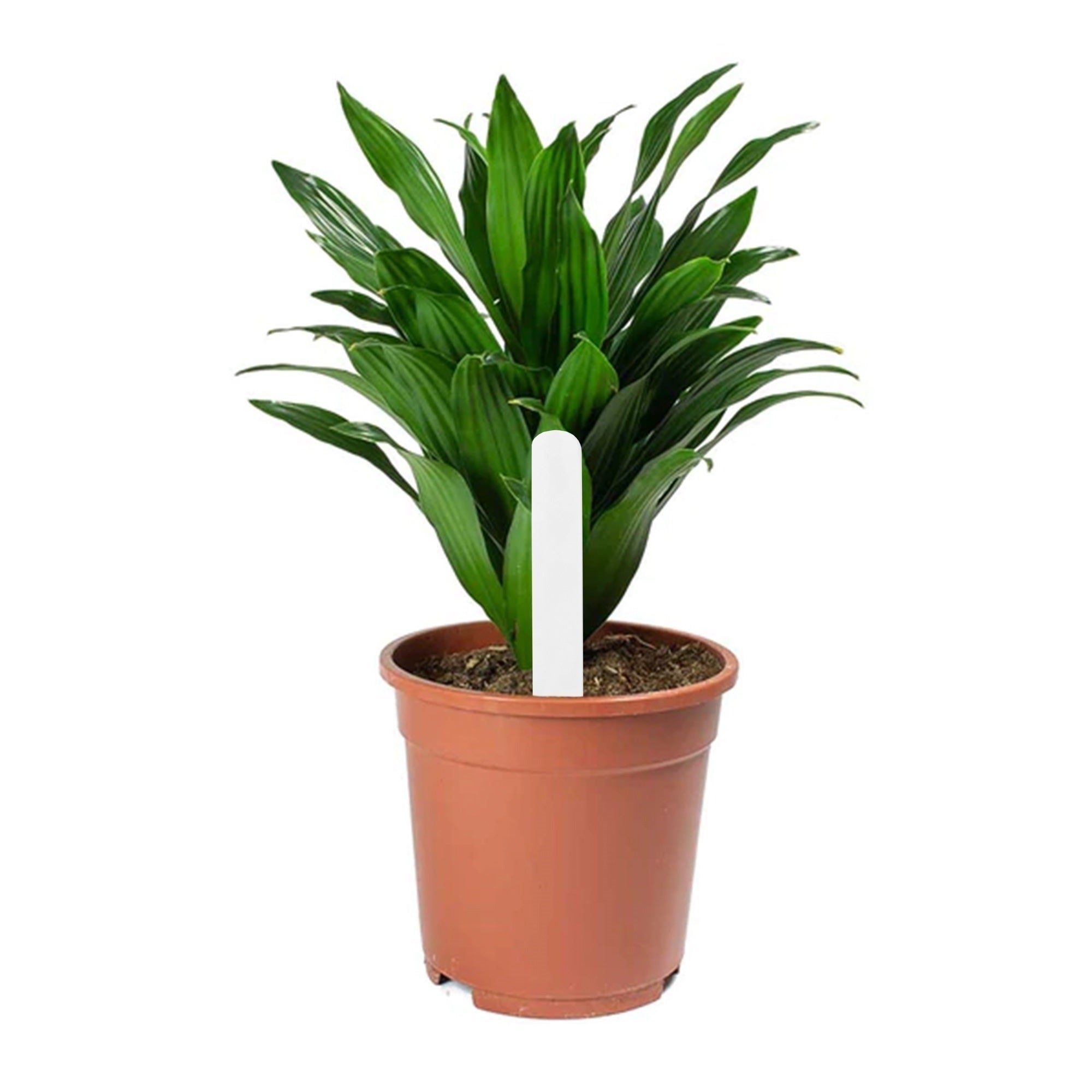 DP Industries Garden Aces Plastic Plant Stakes, White, 6" (Qty 24)