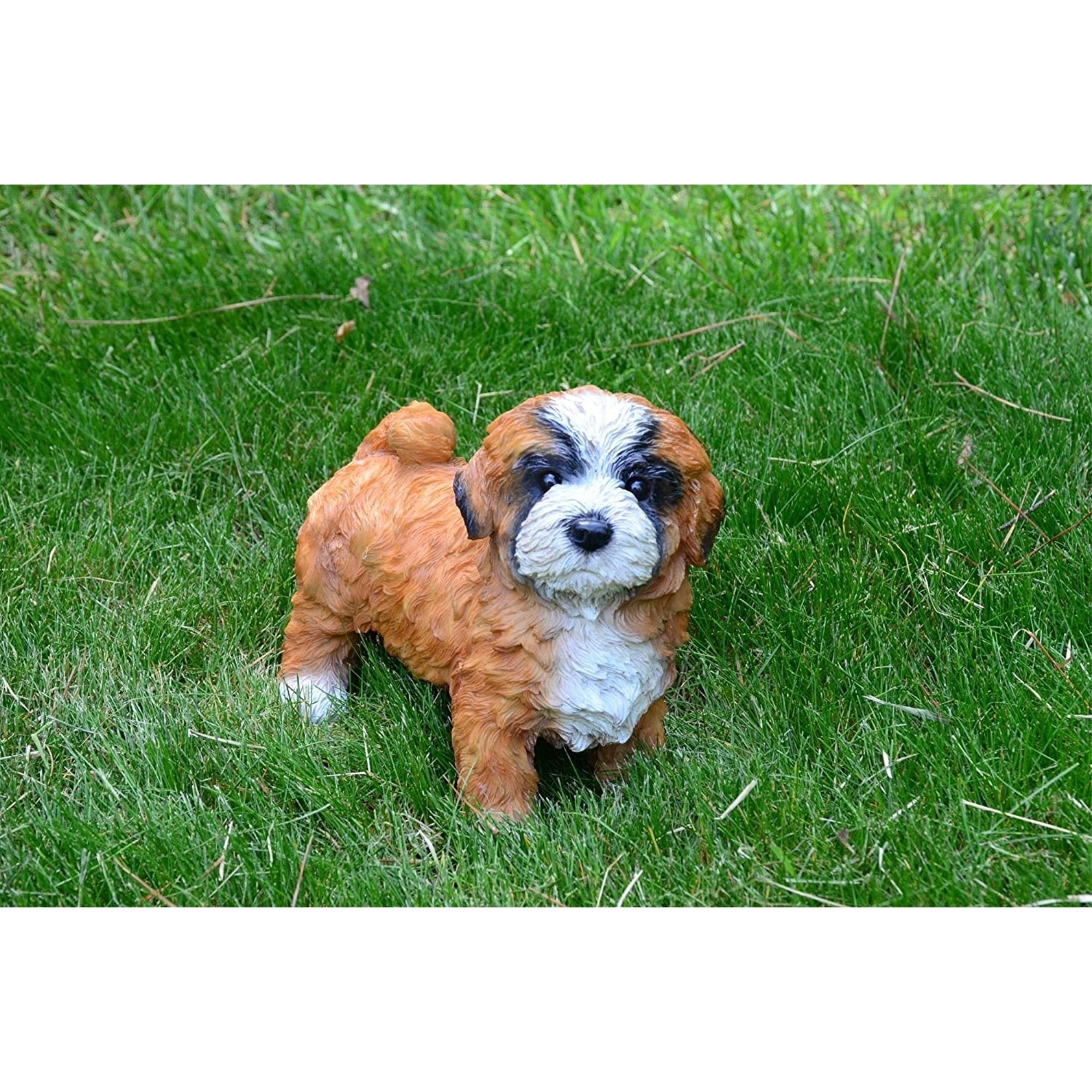 Michael Carr Designs Diva - Lhasa Apsa, Small