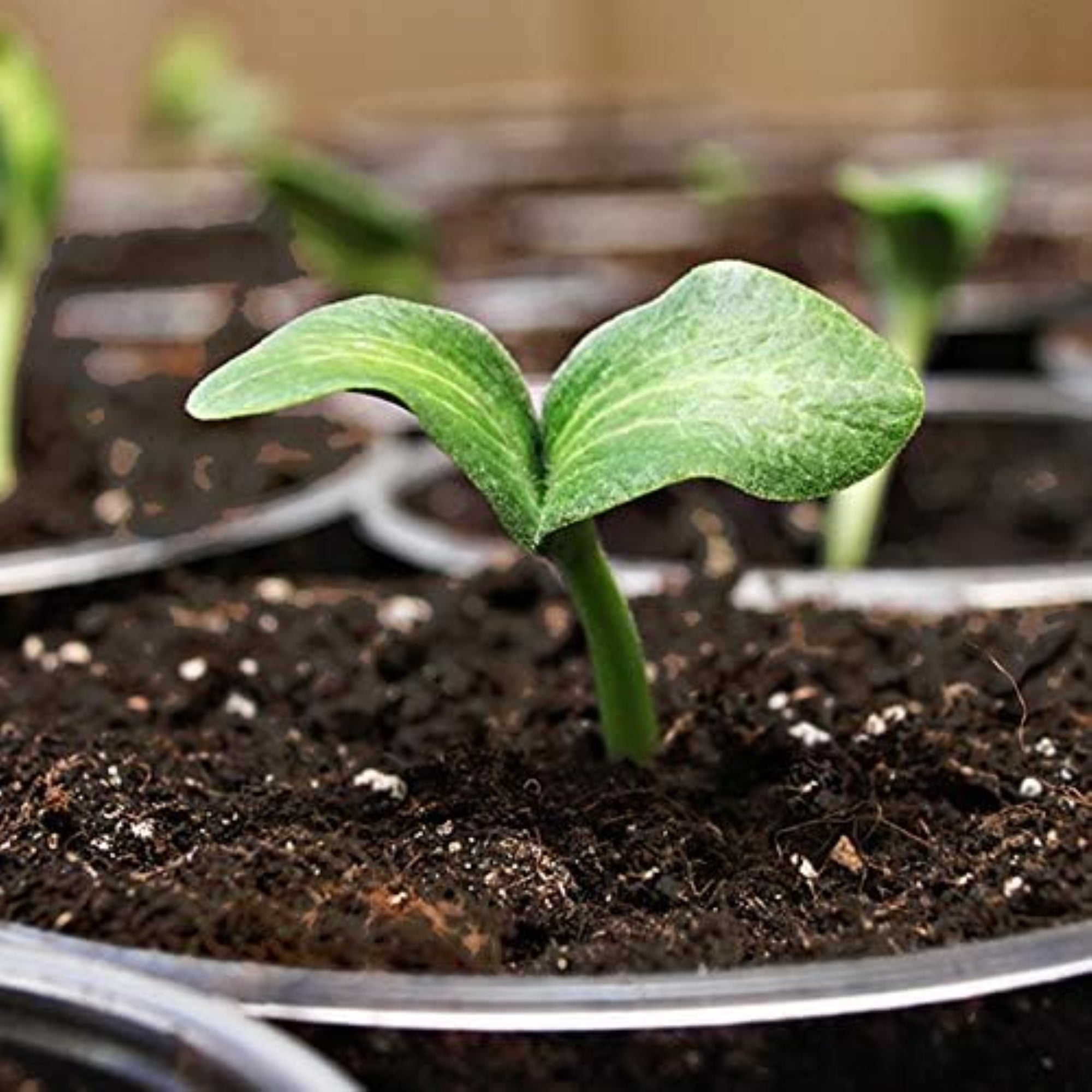 Coast of Maine Sprout Island Blend, Organic & Natural Seed Starter for Seed Germination and Rooting Plant Cuttings
