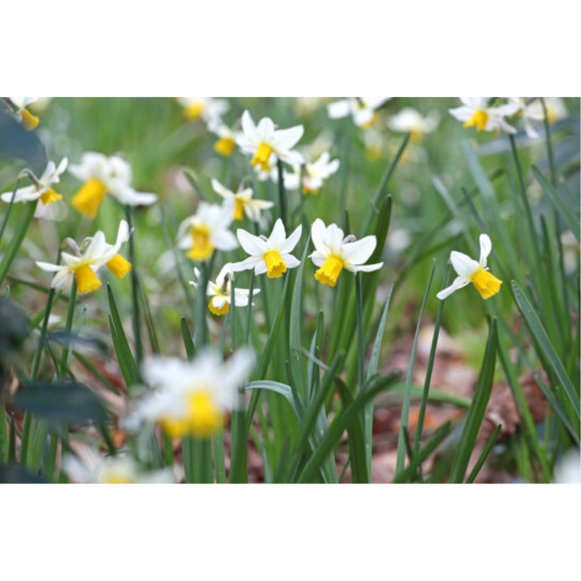 Rotteveel Live Flower Bulbs, Rock Jack Snipe Narcissus, Pack of 10