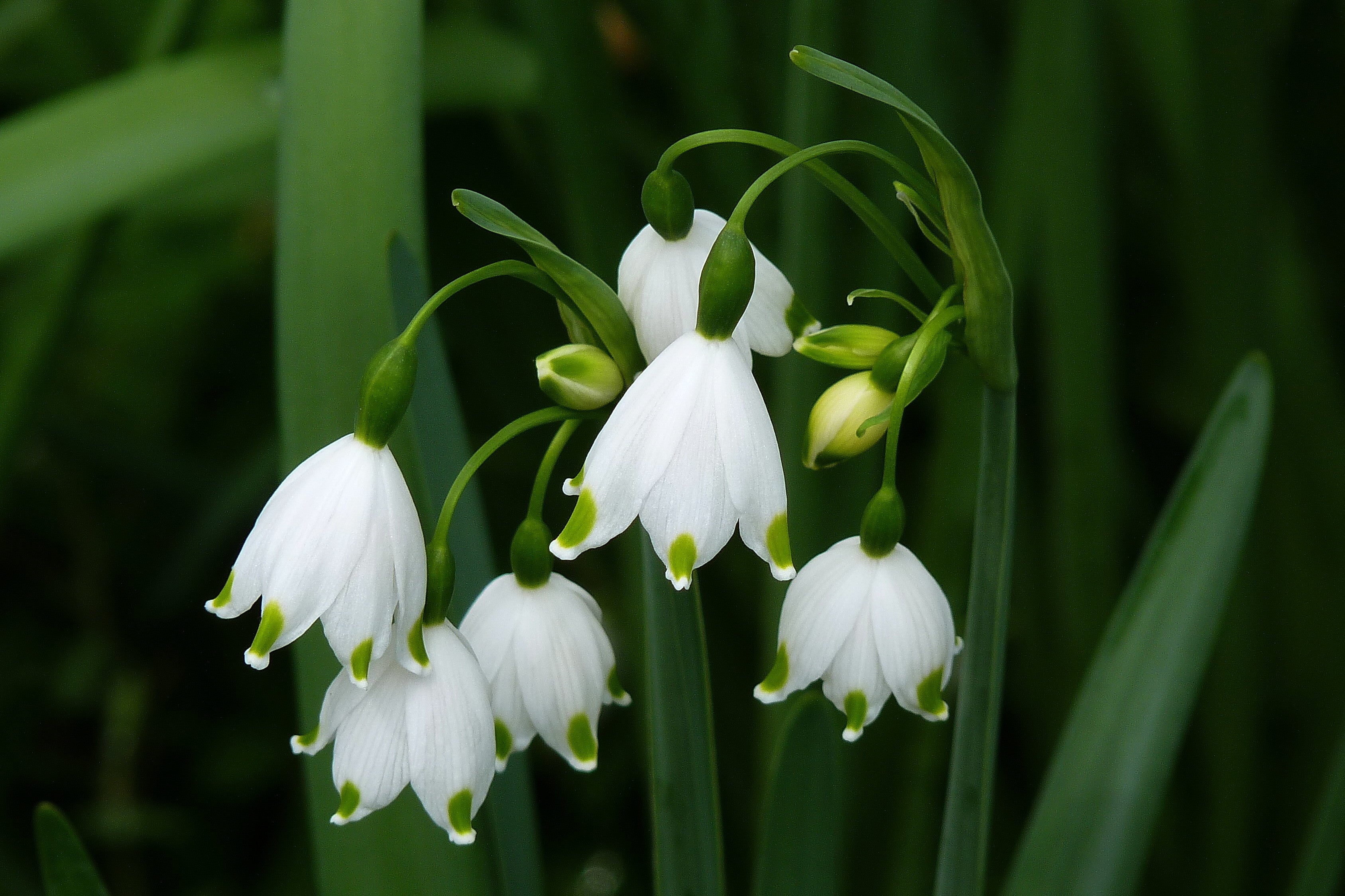 P.J. Rotteveel Leucojum Aestivum Live White Flower Bulbs, Pack of 12