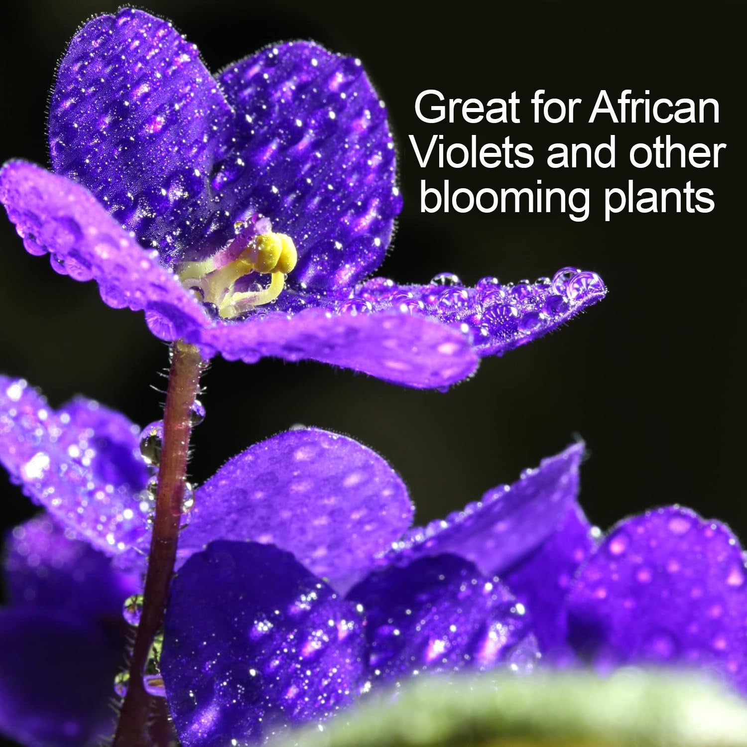Fertilome Houseplant Hero African Violet & Blooming Plant Food, 8-10-8 House Plant Fertilizer, 8 Oz