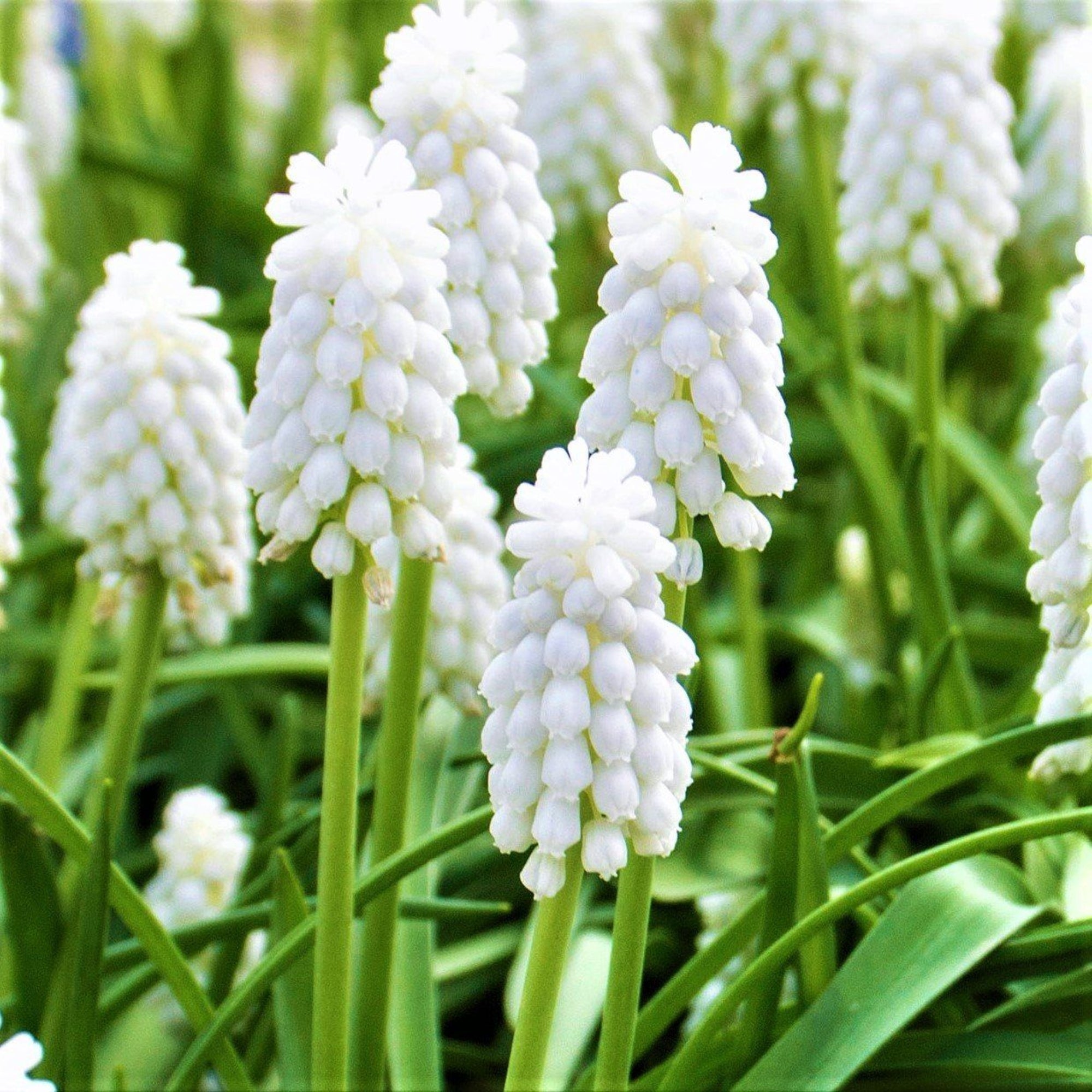 Rotteveel Bulb Armeniacum Alba White Live Flower Bulb, 10 Pack