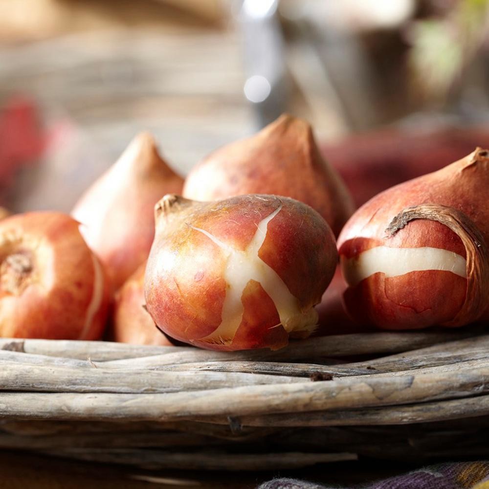Garden Elements Live Flower Bulbs, Tulip Red Emperor, Pack of 5