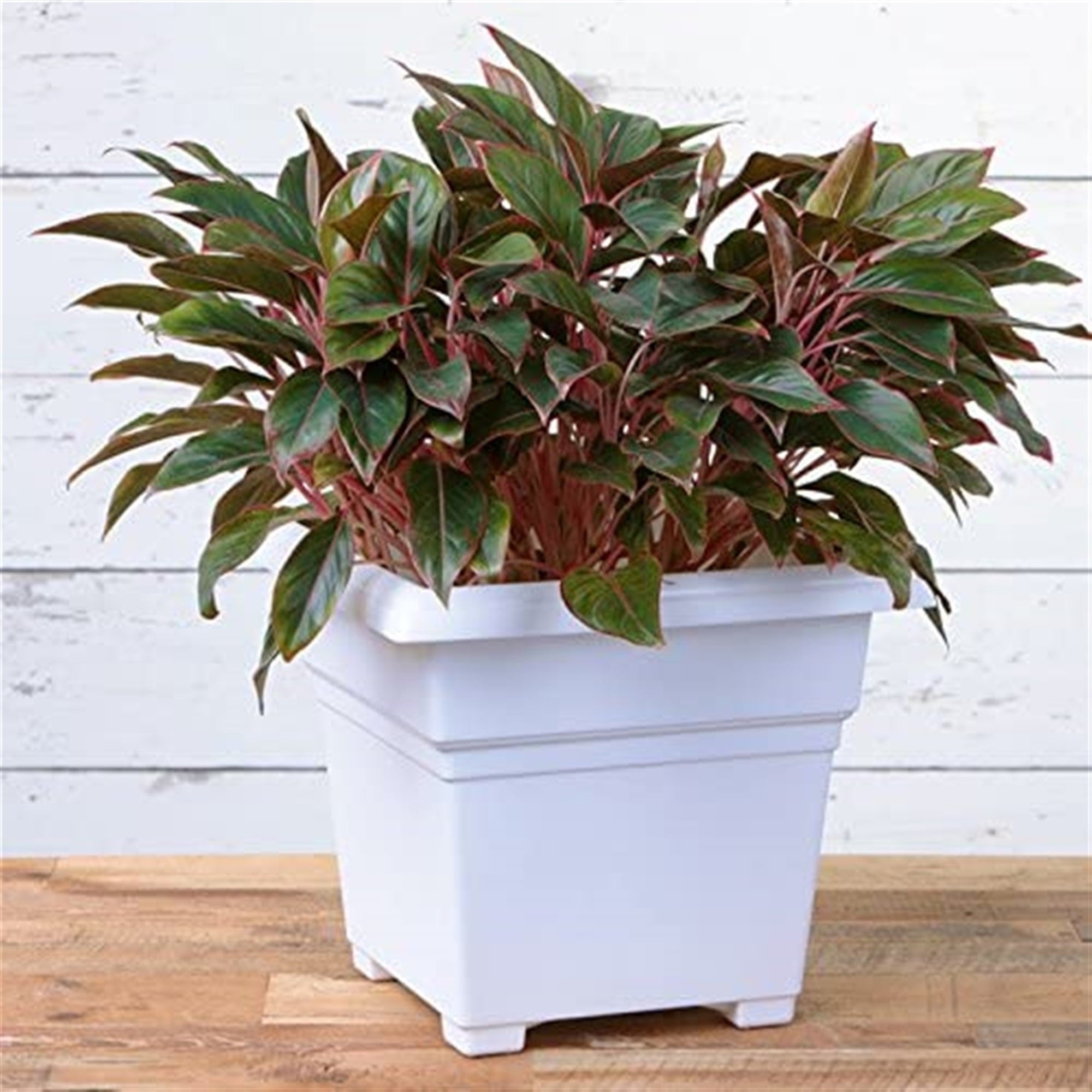 Novelty Countryside Square Tub Planter, White 18"