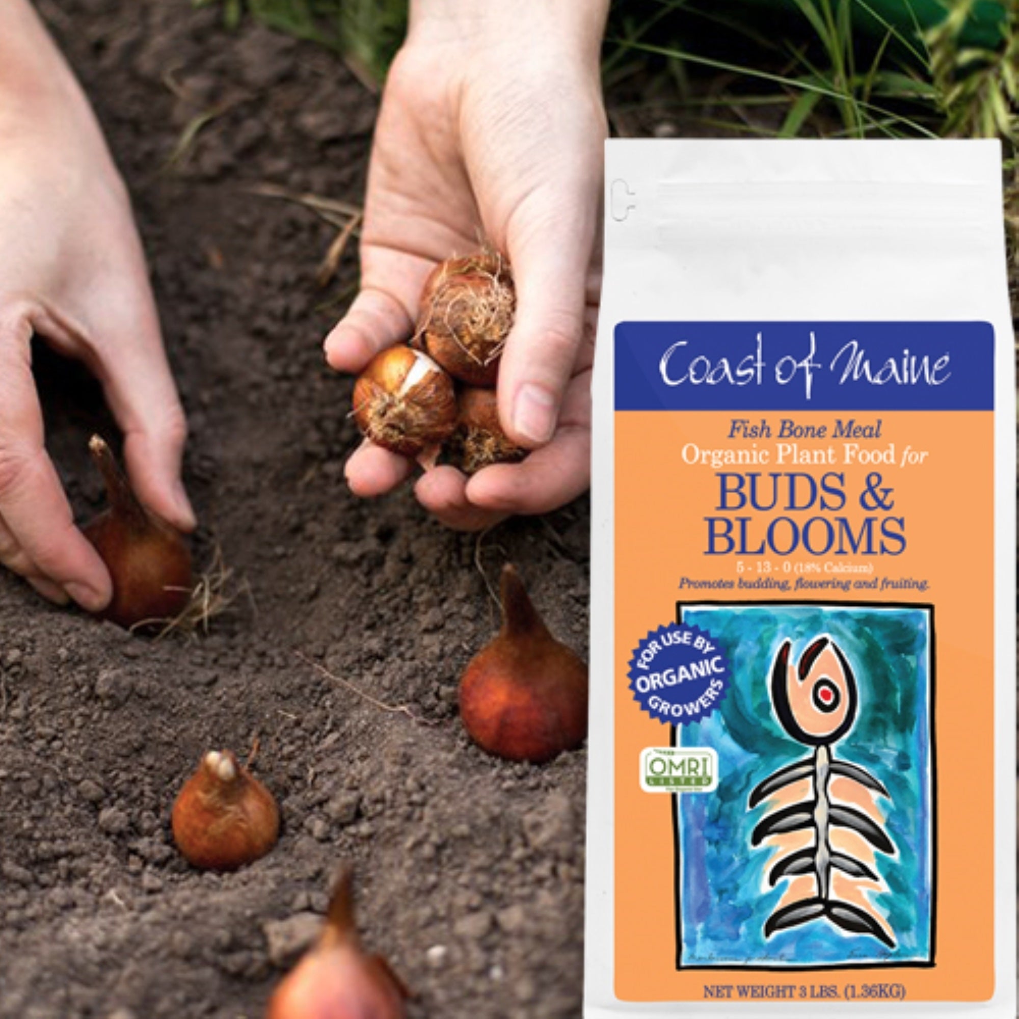 Coast of Maine 5-13-0 Fish Bone Meal Organic Plant Food for Buds and Blooms, 3lbs