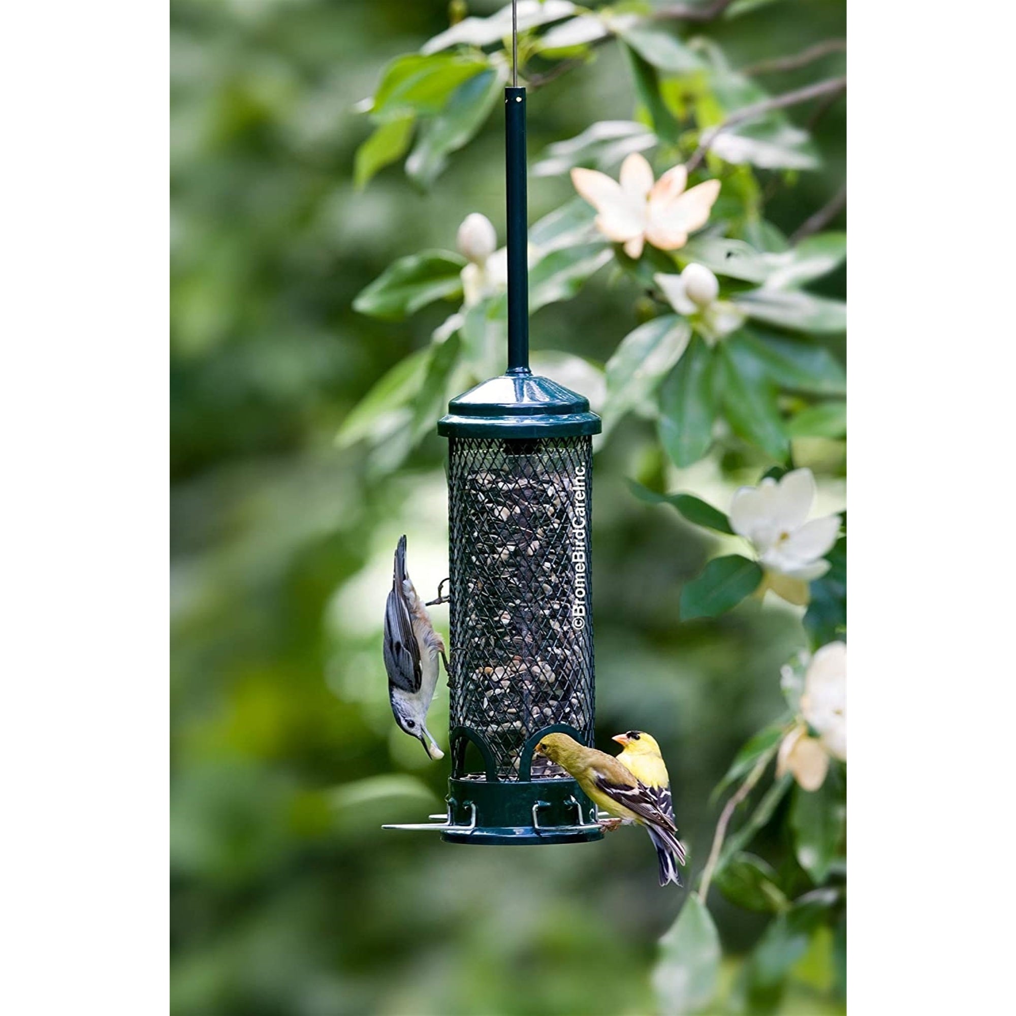 Brome Squirrel Buster Mini Bird Feeder, Squirrel Proof