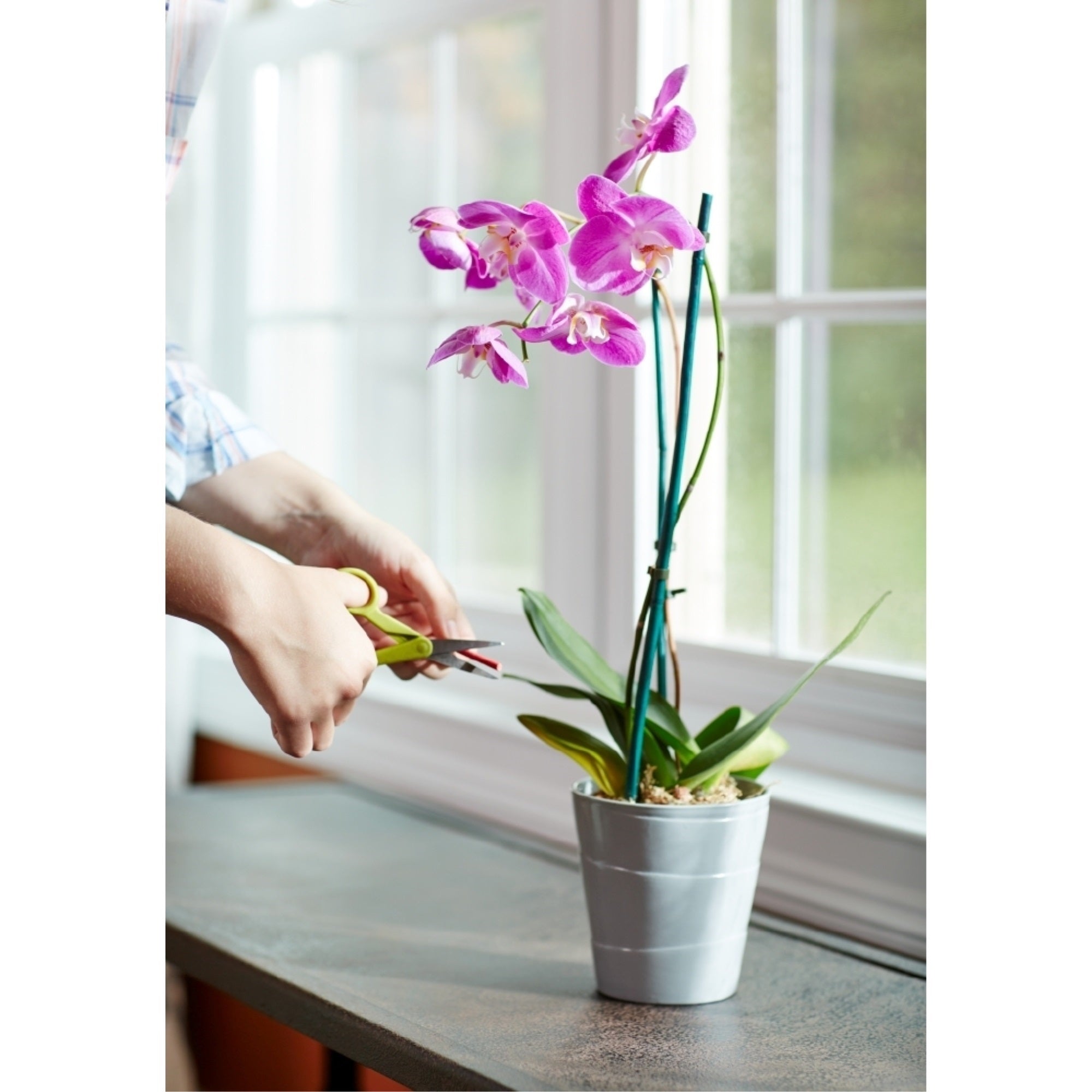 Miracle-Gro Orchid Plant Food Spikes (10 spikes per pack)