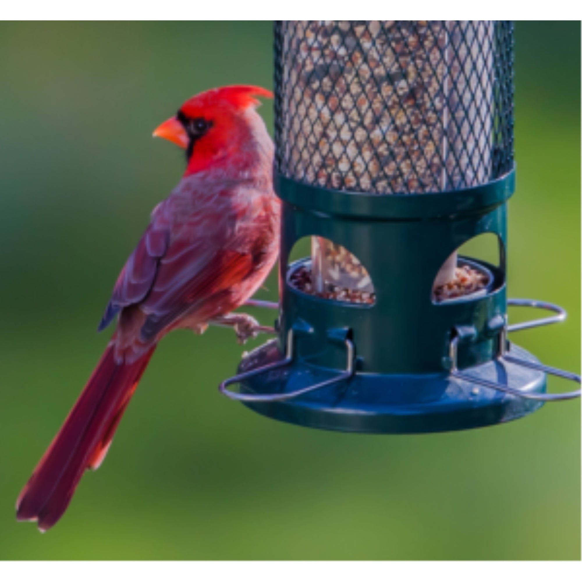 Brome Squirrel Buster Standard Wild Bird Feeder with 4 Metal Perches, 1.3 lb Seed Capacity, 13.25"