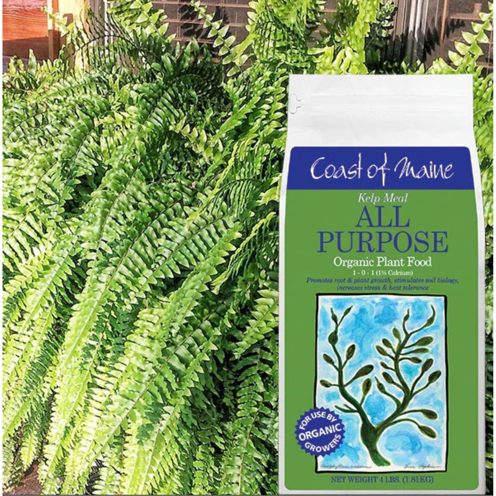 Coast of Maine 1-0-1 Kelp Meal All Purpose Organic Plant Food, 4lbs