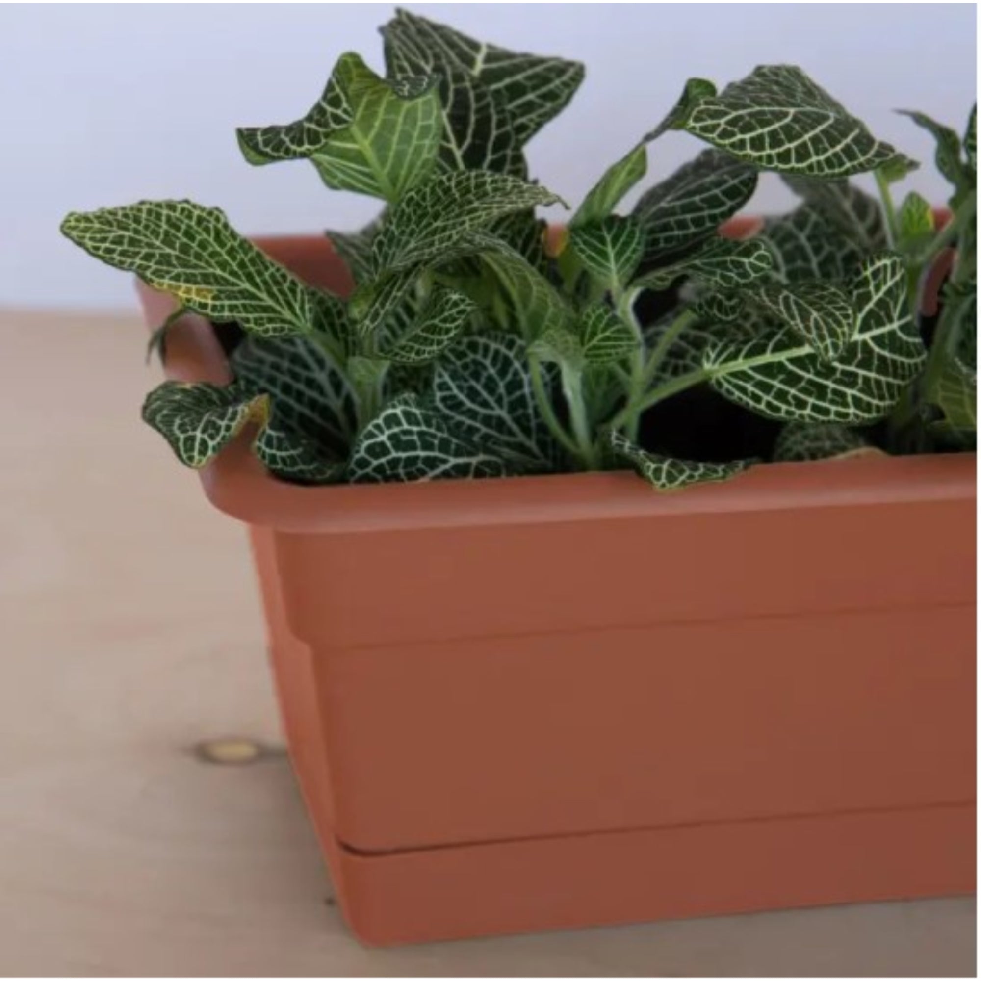 Bloem Indoor/Outdoor Plastic Dura Cotta Window Box Planter