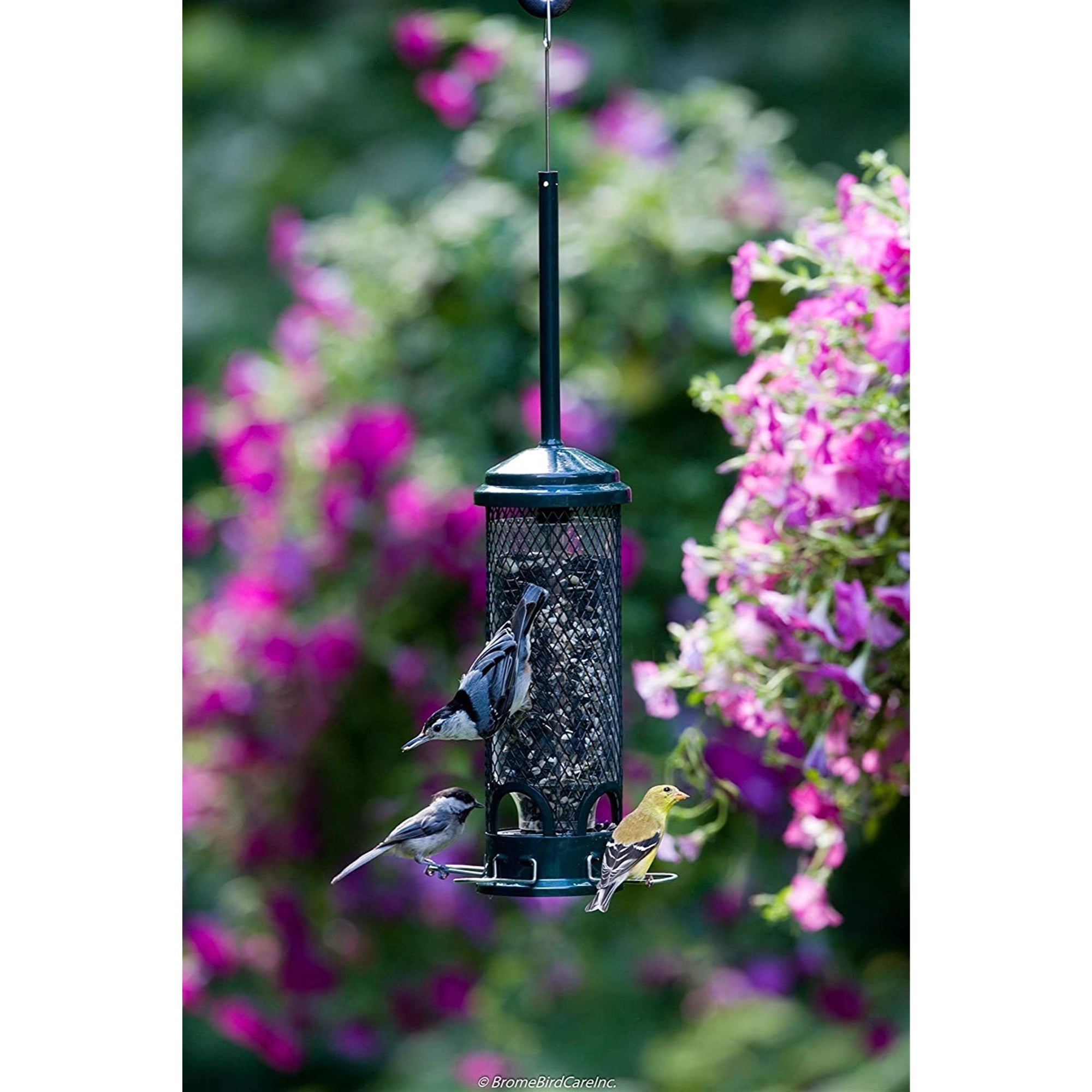 Brome Squirrel Buster Mini Bird Feeder, Squirrel Proof