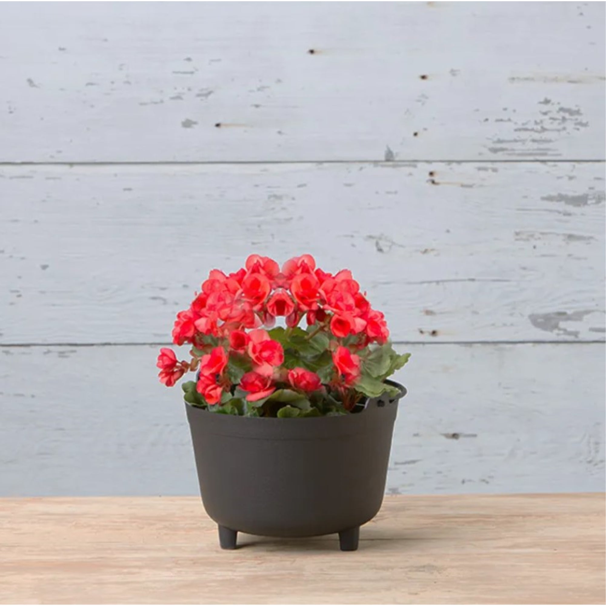 Novelty Indoor/Outdoor Antique-Inspired Kettle Plastic Round Planter with Handle