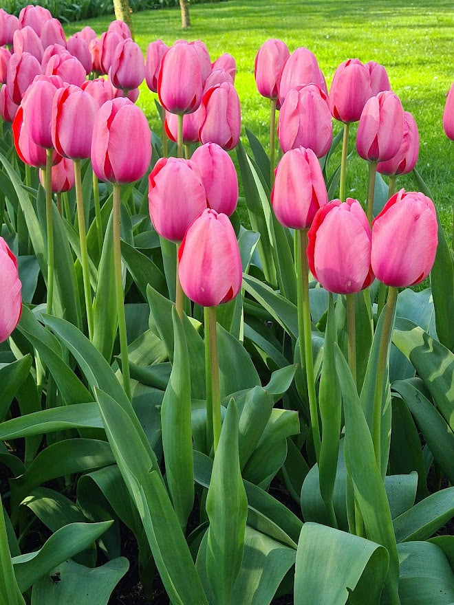 Garden Elements Live Flower Bulbs, Giant Pink Tulip, Pack of 5