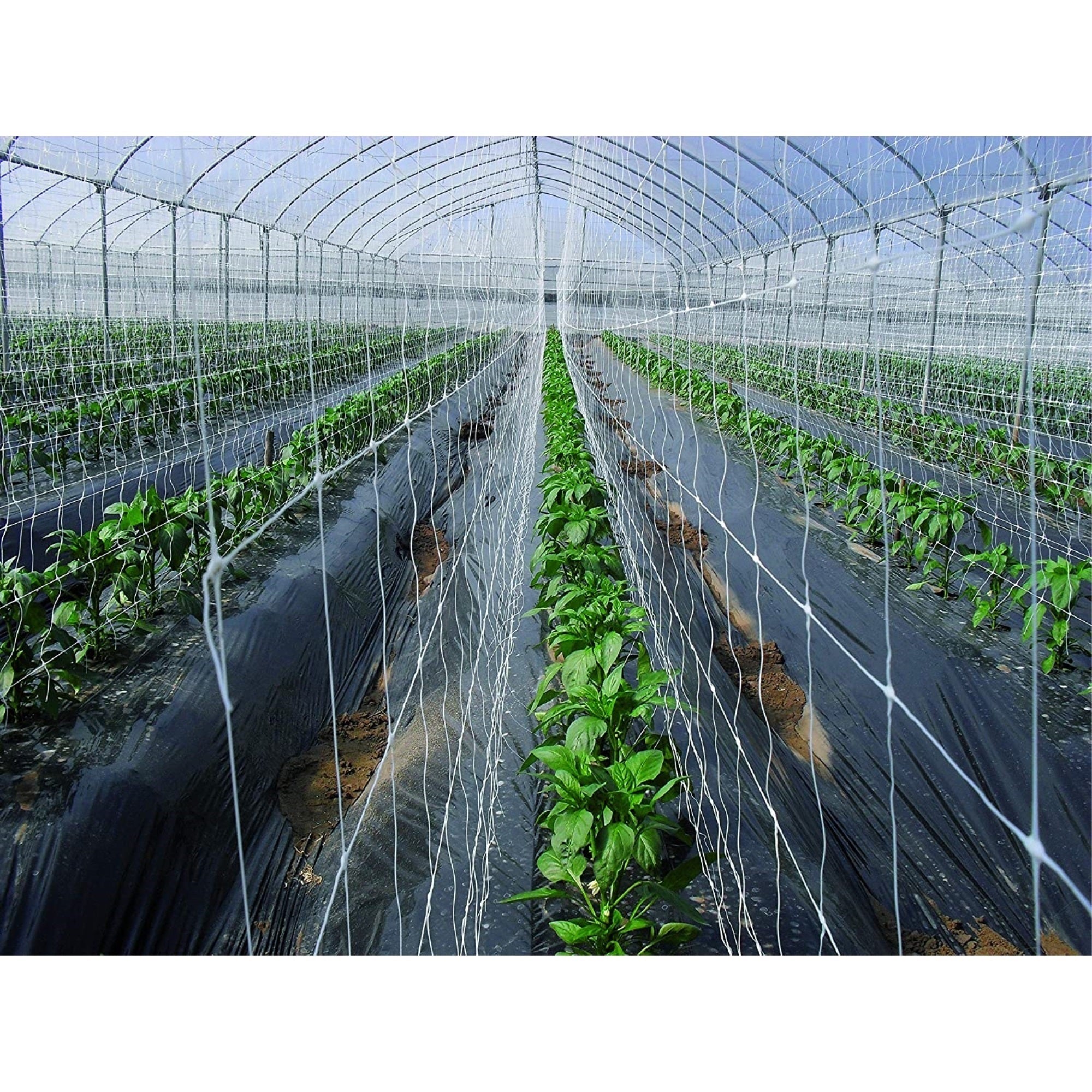 Tenax Hortonova Trellis Plant Net/Support, White 6.5' x 100'