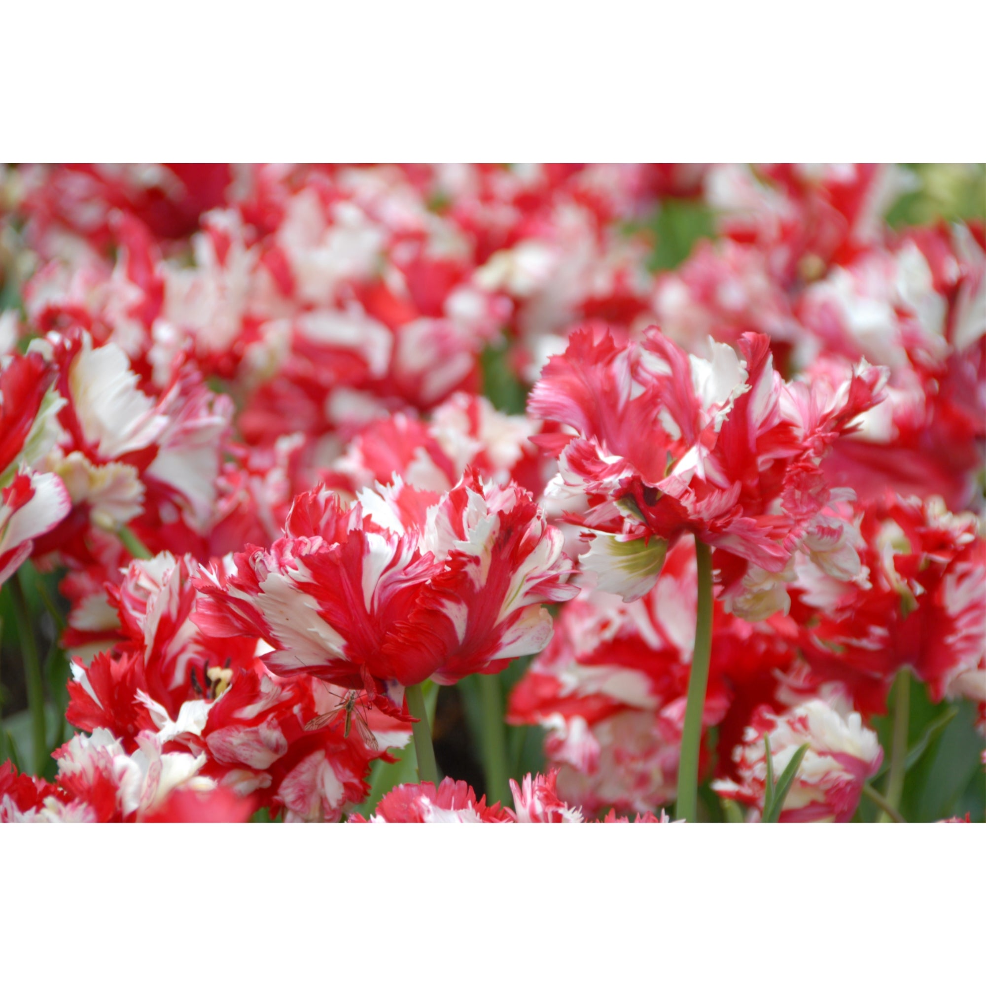 Garden Elements Live Flower Bulbs, Estella Rijnveld Tulip, 5 Pack