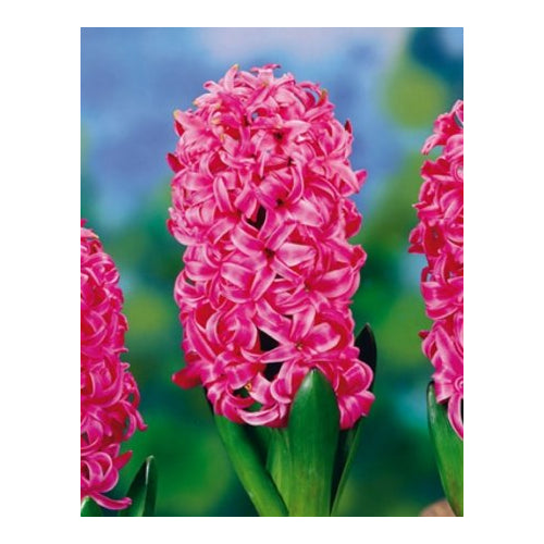 Hyacinths - Pink Pearl