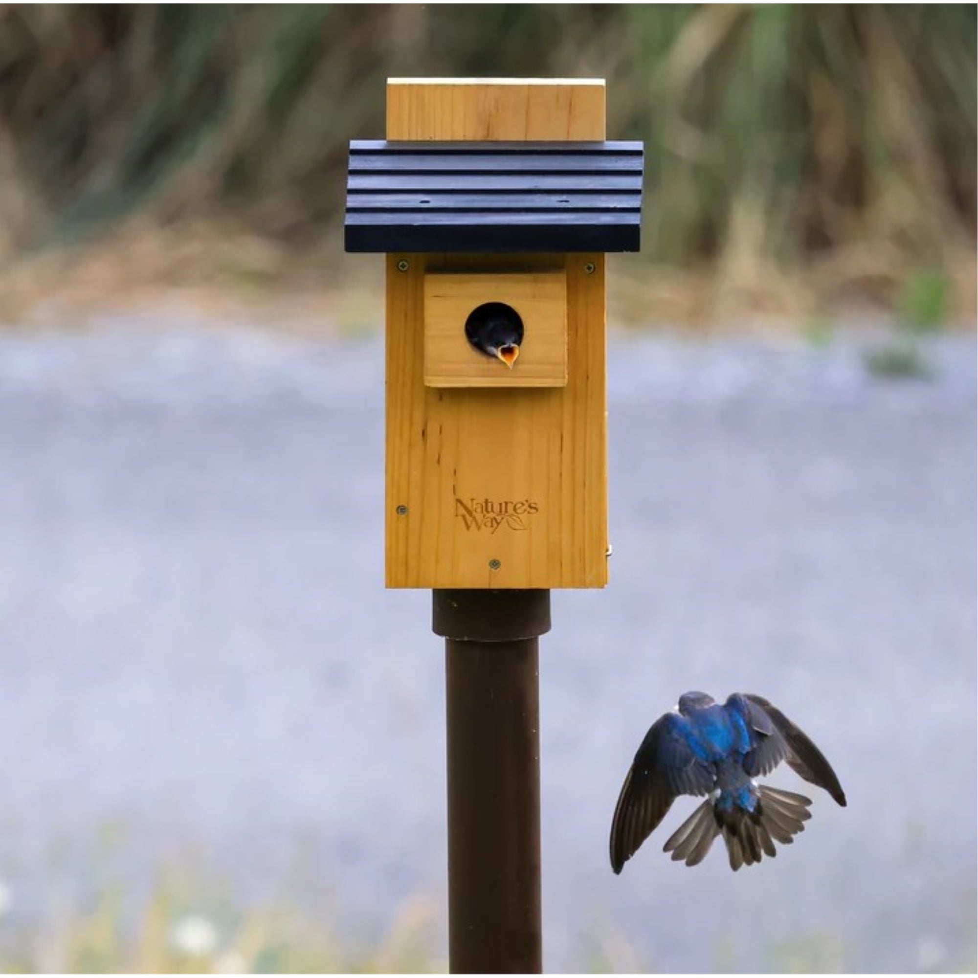 Nature's Way Bird Products Cedar Bluebird Viewing House, Brown