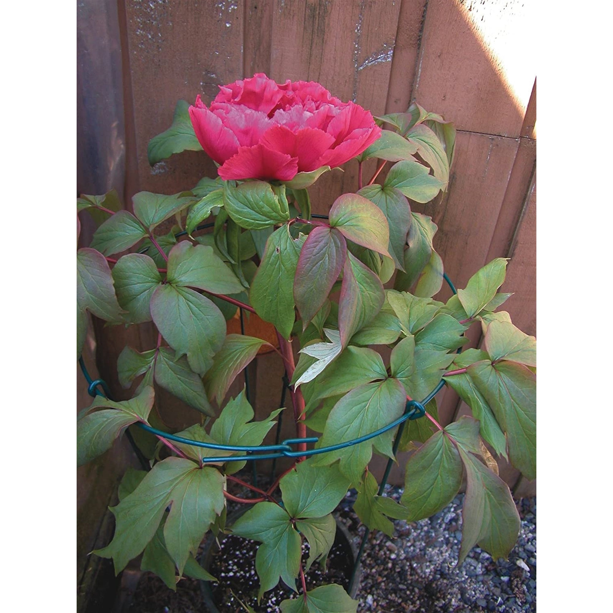 Luster Leaf Link-Ups Metal Flower Support, Single for Gardens and Flower Beds - 18" Ring x 36"H, Green