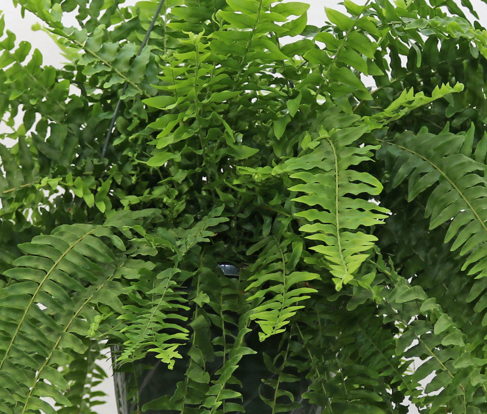 Garden Elements Live Classic Boston Fern Plant, 10in
