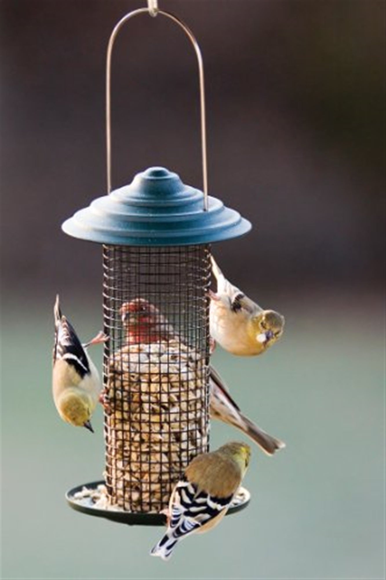 Woodlink Metal Mini Magnum Screen Bird Feeder for Black Oil Sunflower Seeds