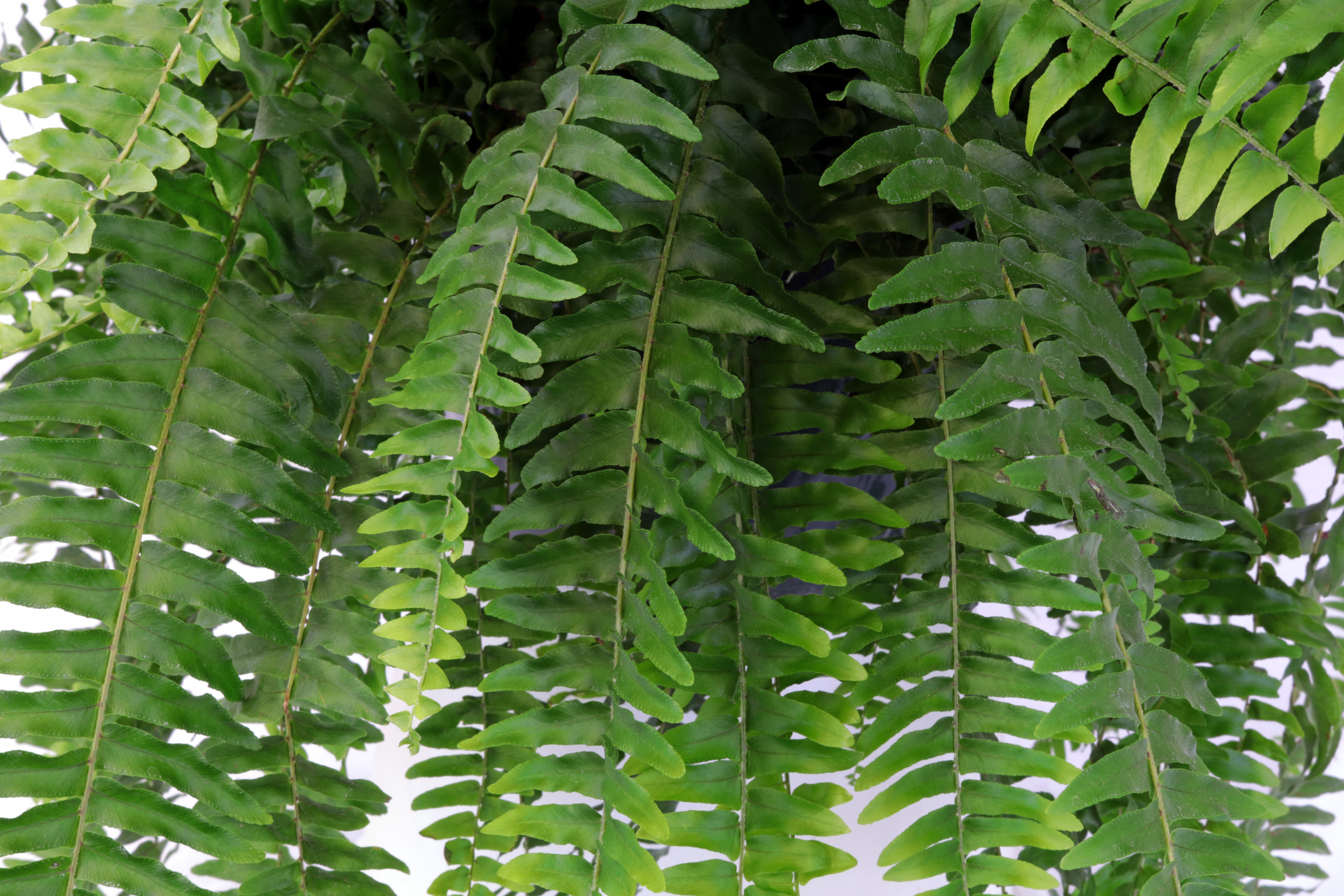 Garden Elements Live Classic Boston Fern Plant, 10in
