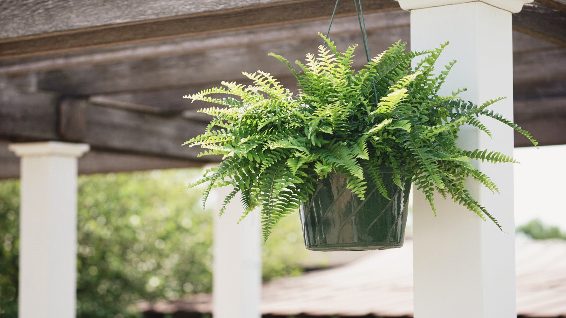 Garden Elements Live Classic Boston Fern Plant, 10in
