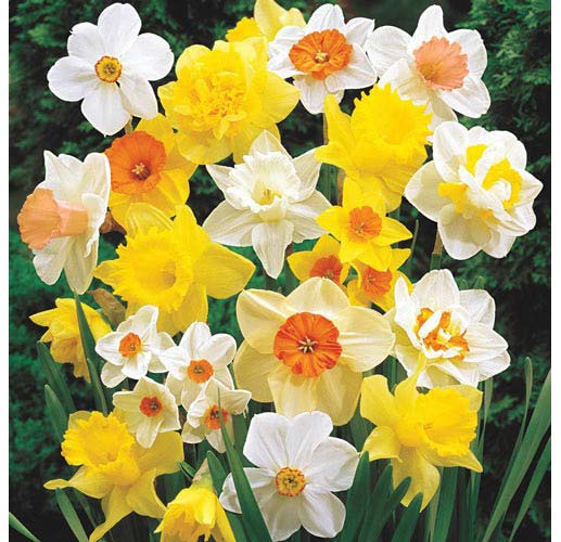 Garden Elements Spring Blooming Bulbs – Daffodil, Mixed – 50 Pack