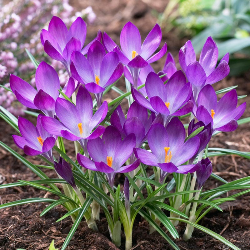 Garden Elements Spring Blooming Bulbs – Crocus Early Ruby Giant – 5 Pack