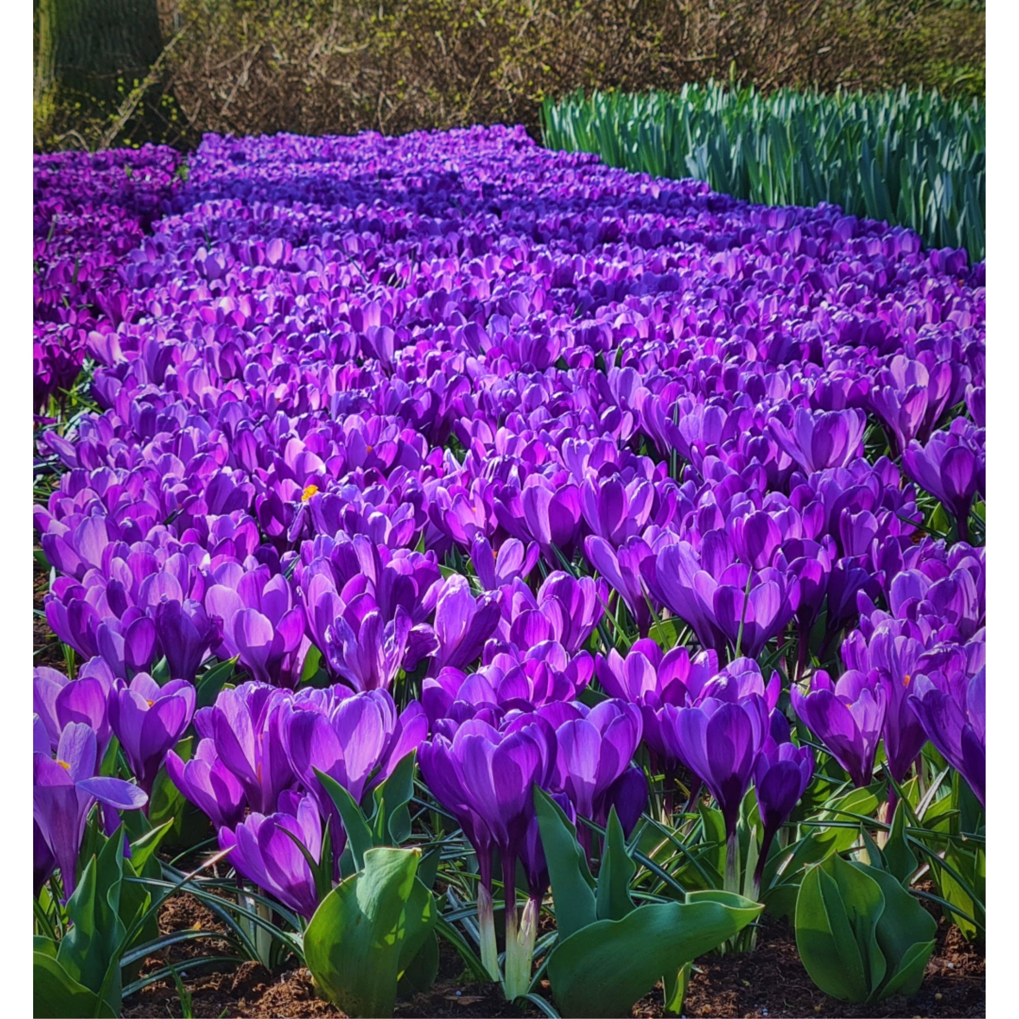 Garden Elements Spring Blooming Bulbs – Crocus, Early Dark Blue Crocus – 10 Pack